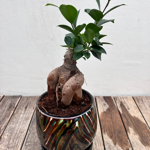 ガジュマル 盆栽 陶器鉢付き(新品) ガジュマル】盆栽仕立て03｜中型｜観葉植物 (陶器鉢付) – hanna