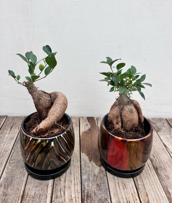 ガジュマル 盆栽 陶器鉢付き(新品) ガジュマル】盆栽仕立て03｜中型｜観葉植物 (陶器鉢付) – hanna