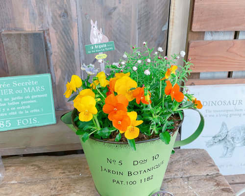 現品♡春カラー【人気のネメシア入り寄せ植え】うさぎミニピックつき