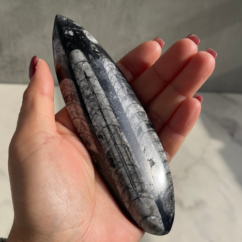 オルソセラス オルソセラスの化石のオブジェ オルソセラス（直角貝