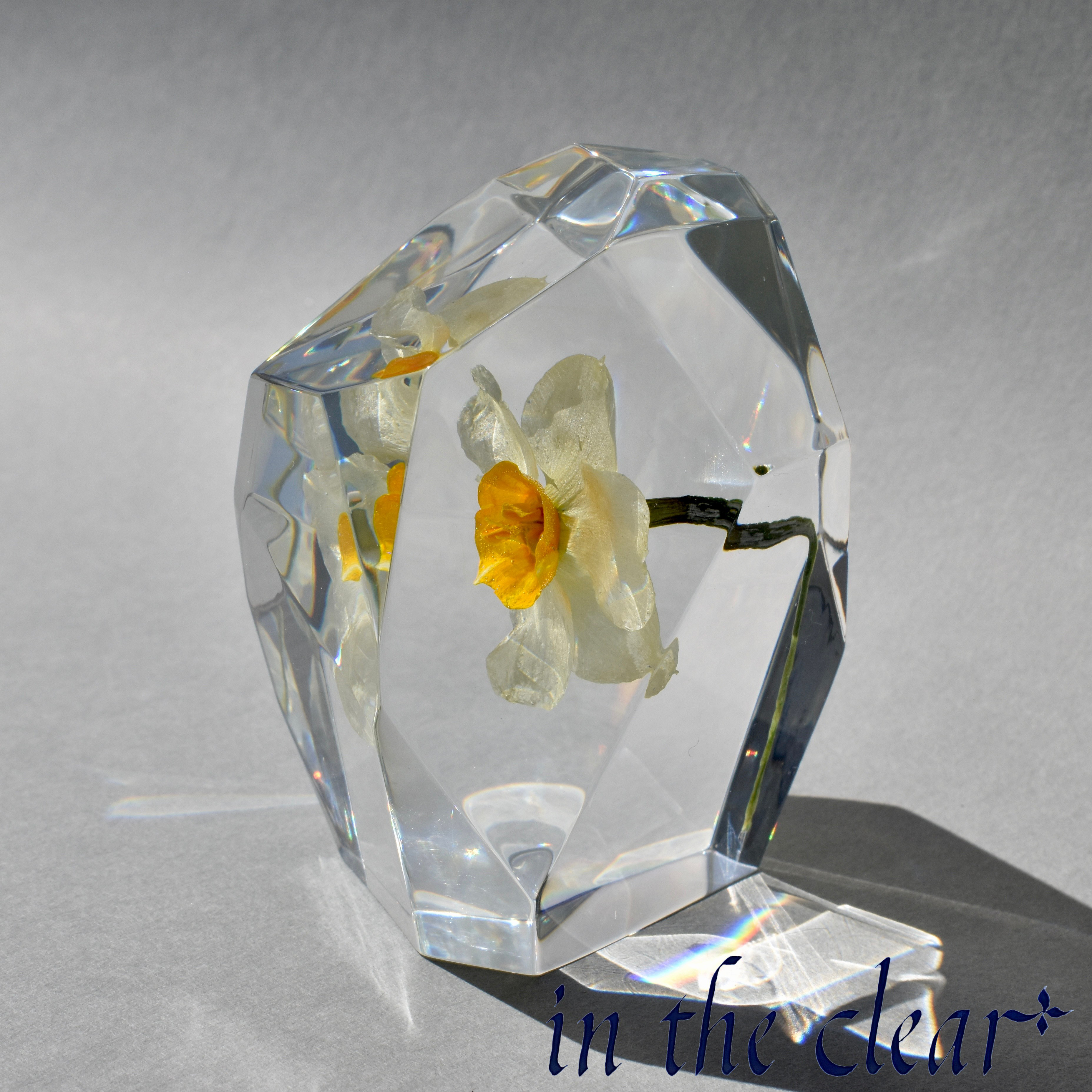 植物標本　水仙　白　レジン　鉱石型