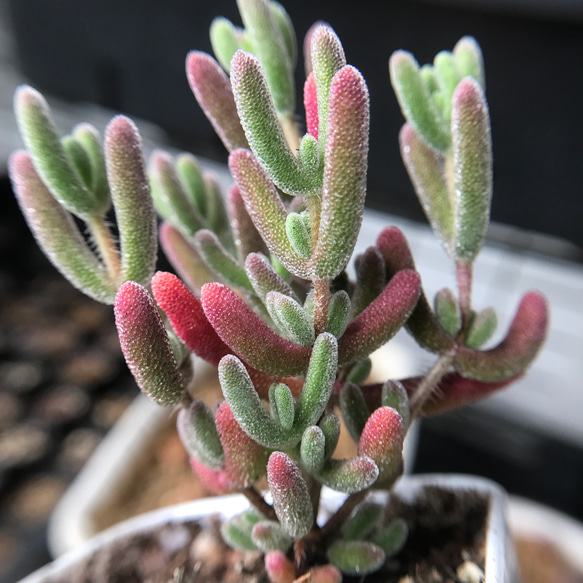 レア　多肉植物　ドロサンテマ 超キラキラ Purple flash 抜き苗１株 新入荷 超レア 多肉植物 ドロサンテマ 超キラキラ Purple flash