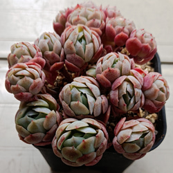 ローズアイスプラム 多肉植物 群生 多肉植物 多肉✩モンスター 通販