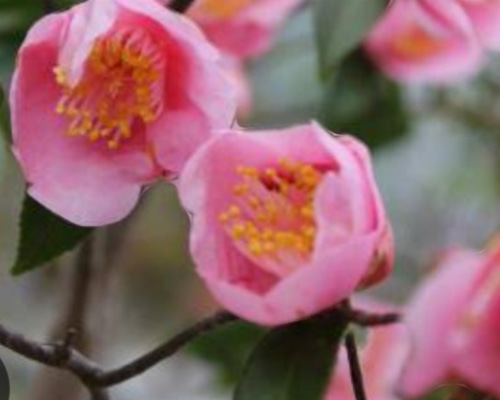 香りミニ椿【風鈴1号】茶花 筒型のとても品のある花 花付きも