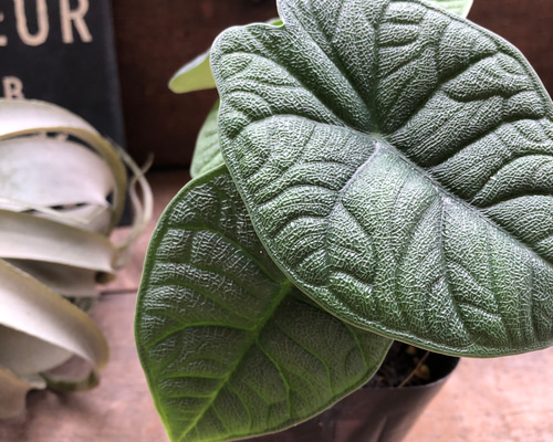 メロ♡アロカシア♡希少♡観葉植物♡ アートフラワー パリジェンヌ