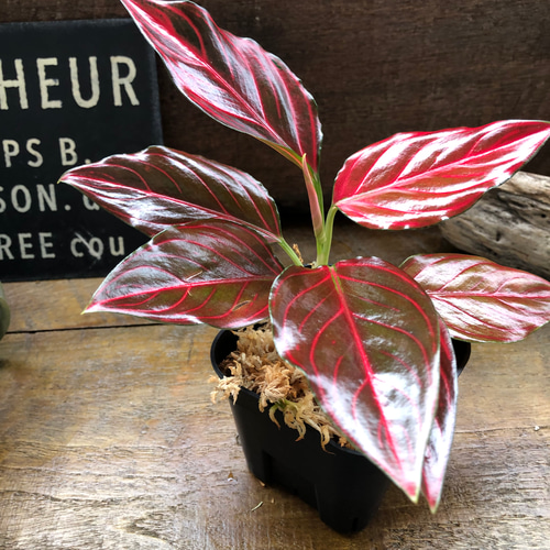 アグラオネマ♡ Aglaonema 「khan mak racha super red var. 」 アート