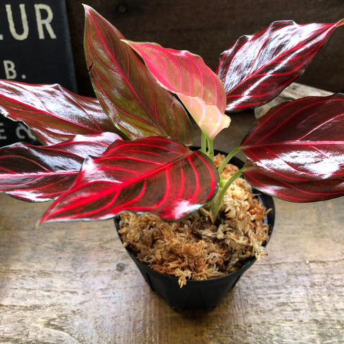 【極美株】Aglaonema Rotundum Aceh ★アグラオネマ 極美株】Aglaonema Rotundum Aceh ☆アグラオネマ 5. Aglaonema pictum