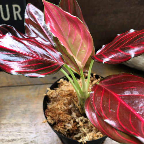 アグラオネマ♡ Aglaonema 「khan mak racha super red var. 」 アート