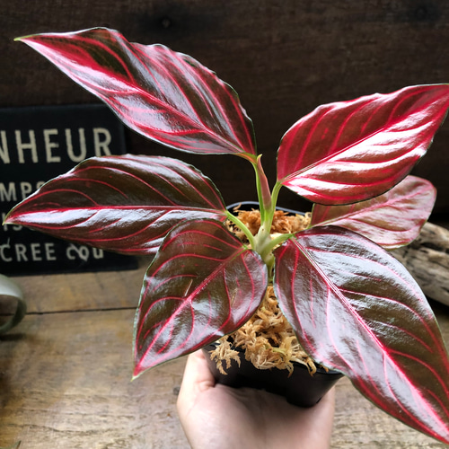 アグラオネマ♡ Aglaonema 「khan mak racha super red var. 」 アート