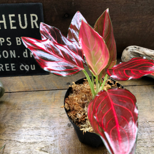 アグラオネマ♡ Aglaonema 「khan mak racha super red var. 」 アート