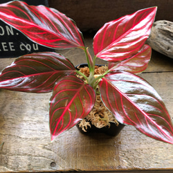 激レア　アグラオネマ　Aglaonema ゾリナ Zorina 激レア アグラオネマ Aglaonema ゾリナ Zorina