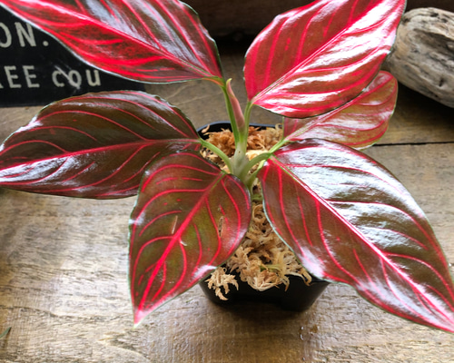 アグラオネマ♡ Aglaonema 「khan mak racha super red var. 」 アート