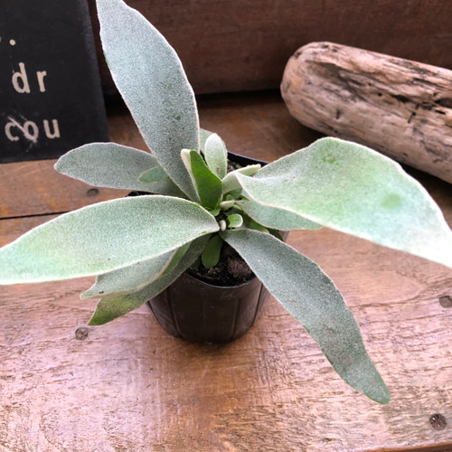 ベイチー♡ 3号苗♡コウモリラン♡ビカクシダ♡♡観葉植物♡Patycerium