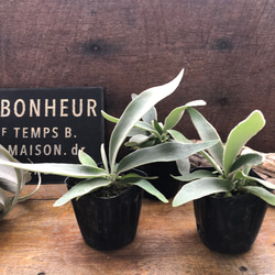 ベイチー♡ 3号苗♡コウモリラン♡ビカクシダ♡♡観葉植物♡Patycerium