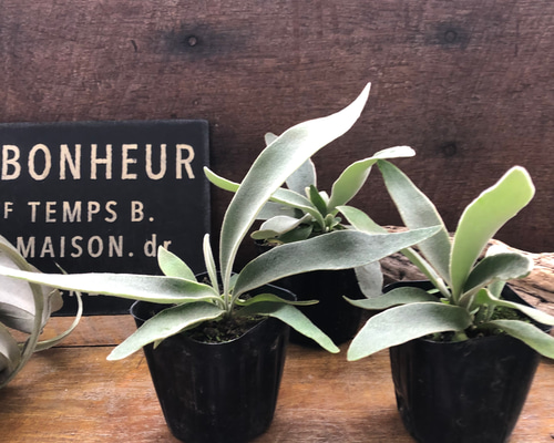 622e73e897e36650dea8c8e5149081