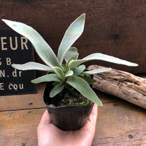 ビカクシダ ベイチー AR 3 ビカクシダ ベイチー AR 3 ビカクシダ AR ベイチー - ENLIGHTKIDS 日本