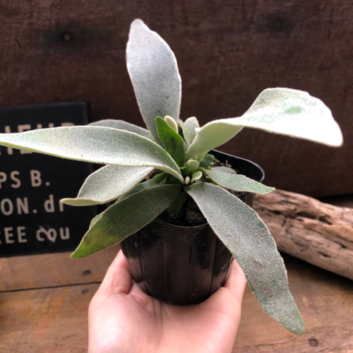 ベイチー♡ 3号苗♡コウモリラン♡ビカクシダ♡♡観葉植物♡Patycerium