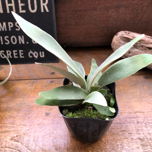 ビカクシダ ベイチー AR 3 ビカクシダ（コウモリラン）：ベイチー 3号ポット の通販 | 園芸