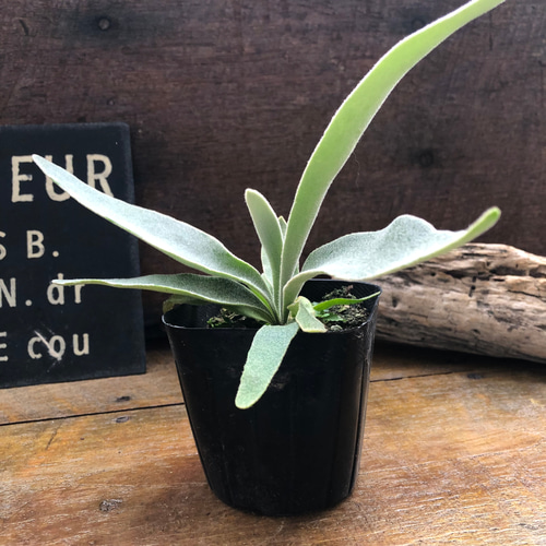 ベイチー♡ 3号苗♡コウモリラン♡ビカクシダ♡♡観葉植物♡Patycerium