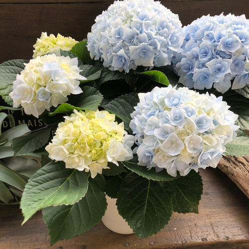 新品種♡ポージィブーケ エリー♡ブルー♡アジサイ♡紫陽花