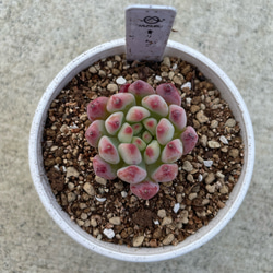 ①多肉植物【ルナレン】2苗セット　抜き苗 エケベリア ①多肉植物【ルナレン】2苗セット 抜き苗 エケベリア 多肉植物