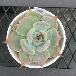 多肉植物【夕焼けの舞】抜き苗 多肉植物【夕焼けの舞】抜き苗 多肉植物【夕焼けの舞】抜き苗