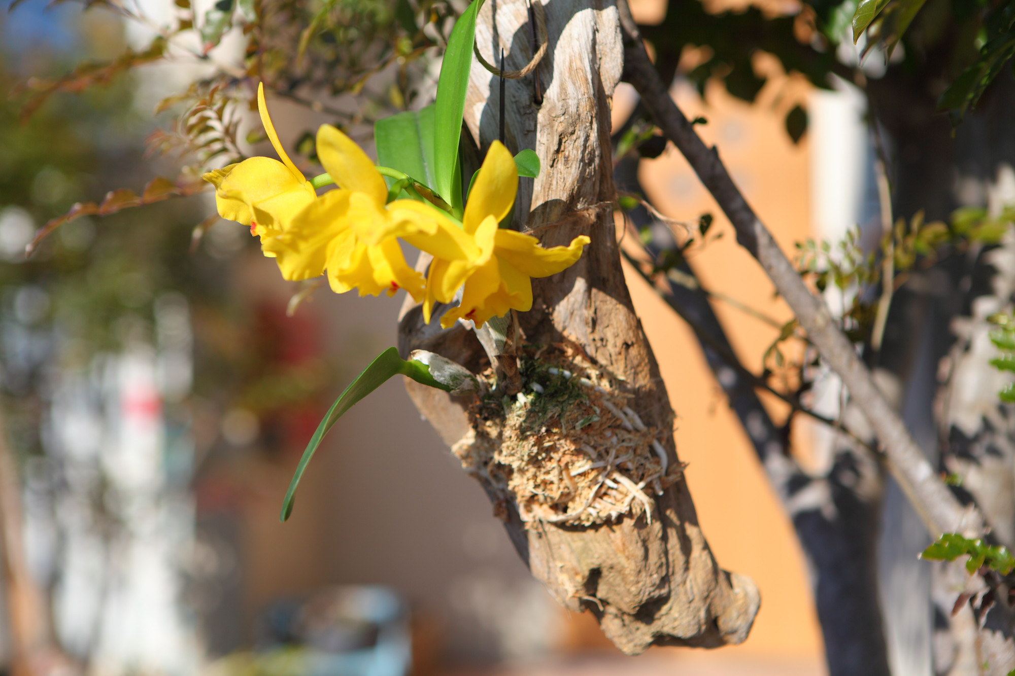 【Cattleya】カトレア　No.612 ※現在、花は咲き終わっています