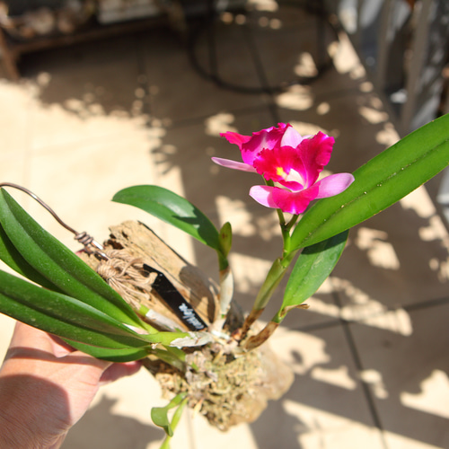 Cattleya】カトレア No.613 ※現在開花中 多肉植物 匠かけつぎ【園芸部