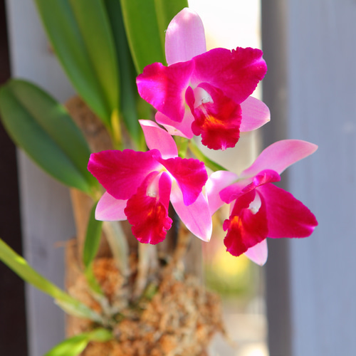 Cattleya】カトレア No.613 ※現在、花は咲き終わっています 多肉植物