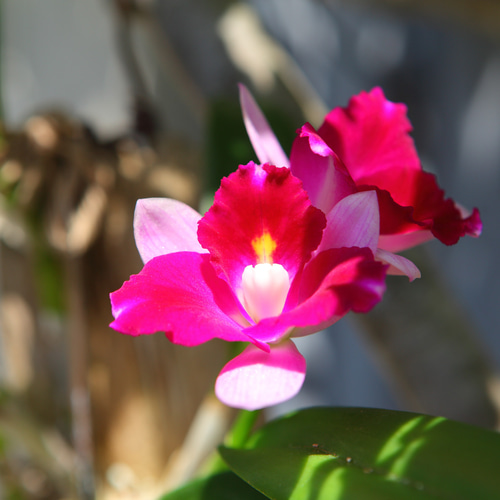 Cattleya】カトレア No.613 ※現在開花中 多肉植物 匠かけつぎ【園芸部