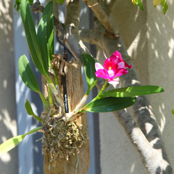 Cattleya】カトレア No.613 ※現在開花中 多肉植物 匠かけつぎ【園芸部
