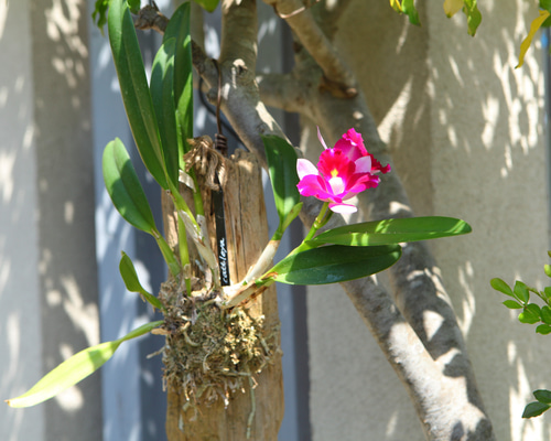 Cattleya】カトレア No.613 ※現在開花中 多肉植物 匠かけつぎ【園芸部