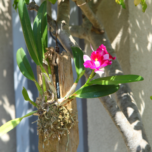 Cattleya】カトレア No.613 ※現在開花中 多肉植物 匠かけつぎ【園芸部