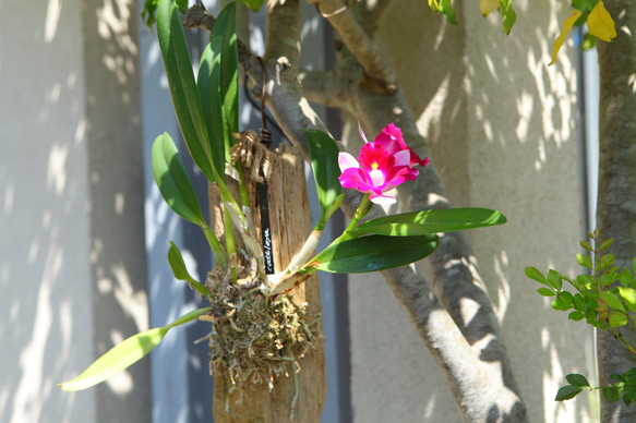 【カトレア】リトグラフ Cattleya】カトレア No.613 ※現在開花中 多肉植物 匠かけつぎ【園芸部