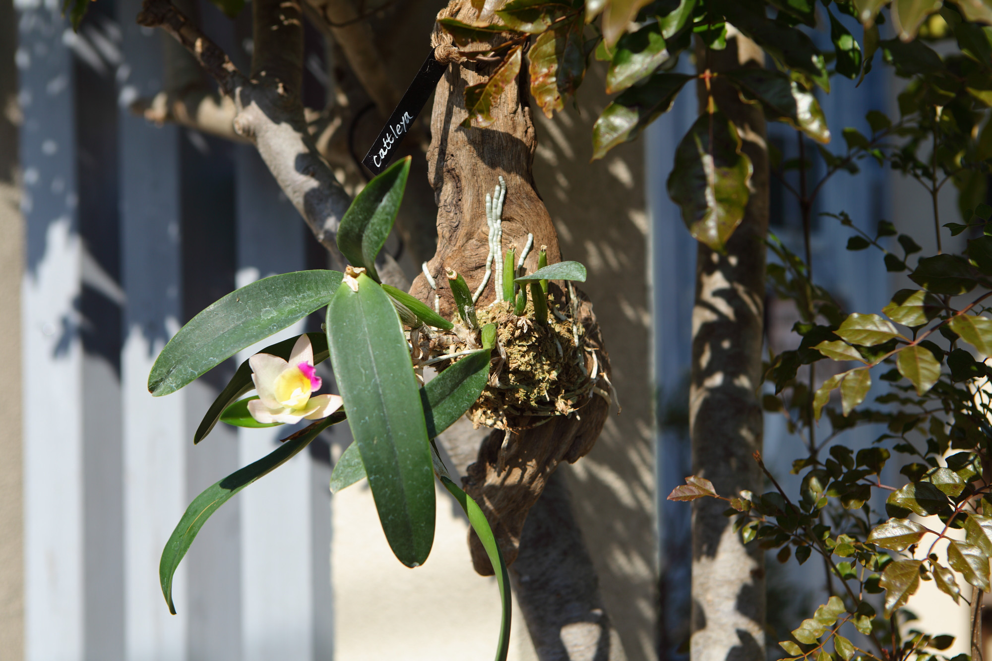 【Cattleya】カトレア　No.614 ※現在開花中