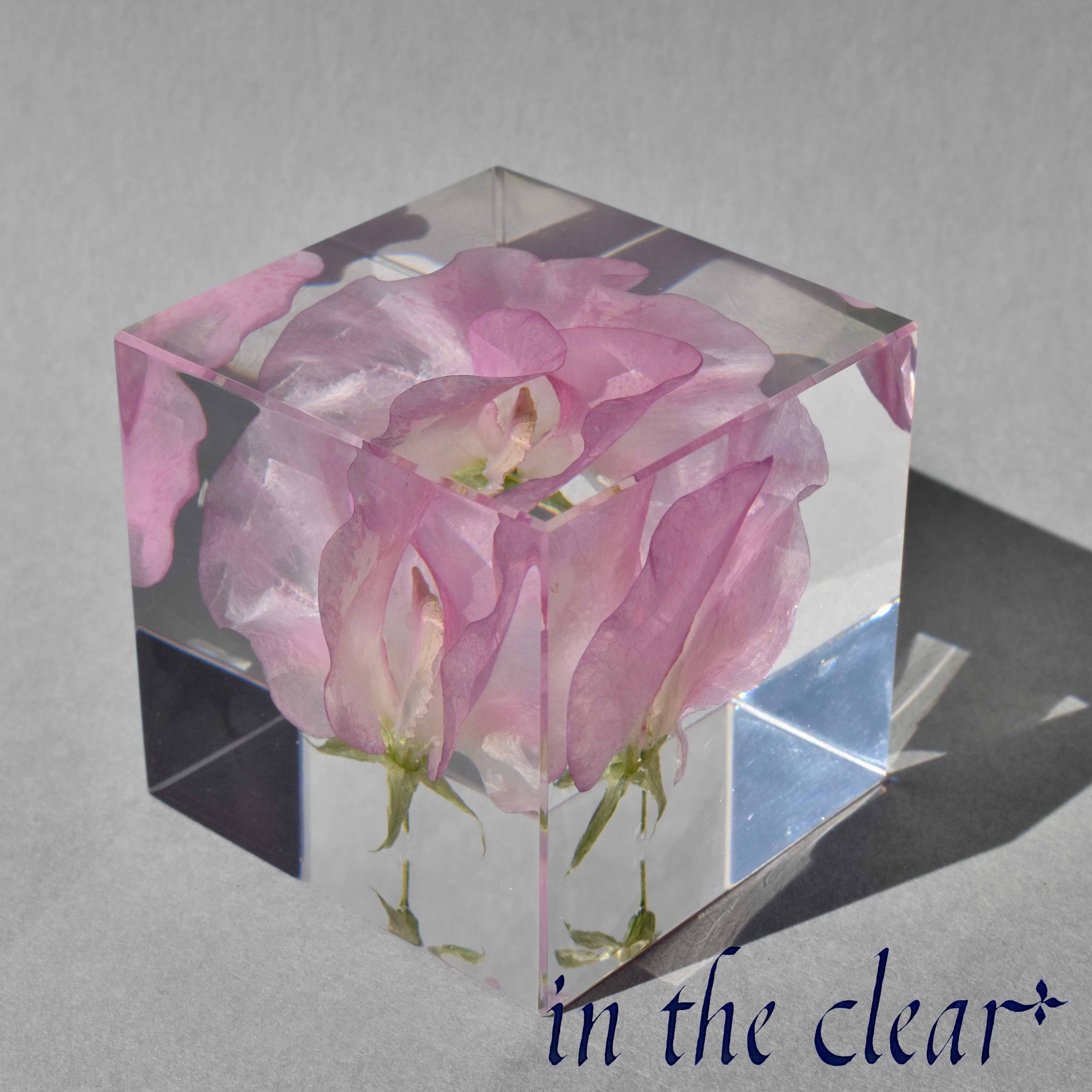 植物標本　スイトピー　ピンク　レジン　５センチキューブ