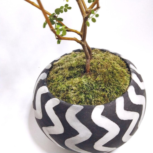 POTOCO ソフォラ 陶器鉢 植物鉢 植物 観葉植物 ミニ盆栽 豆盆栽 苔
