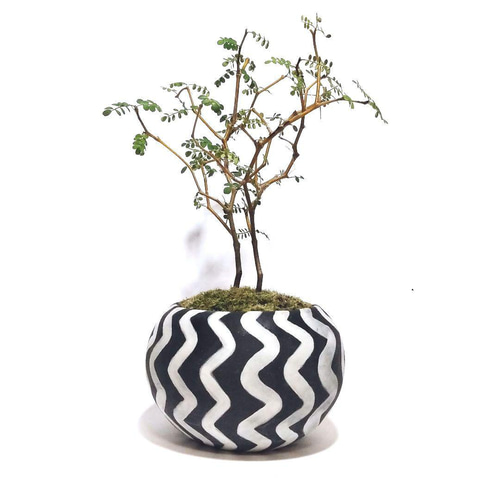 POTOCO ソフォラ 陶器鉢 植物鉢 植物 観葉植物 ミニ盆栽 豆盆栽 苔