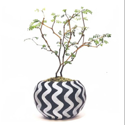 POTOCO ソフォラ 陶器鉢 植物鉢 植物 観葉植物 ミニ盆栽 豆盆栽