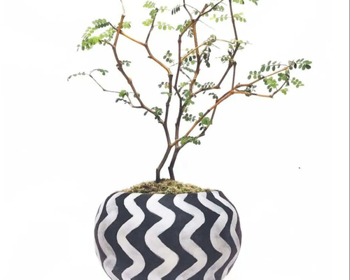 POTOCO ソフォラ 陶器鉢 植物鉢 植物 観葉植物 ミニ盆栽 豆盆栽