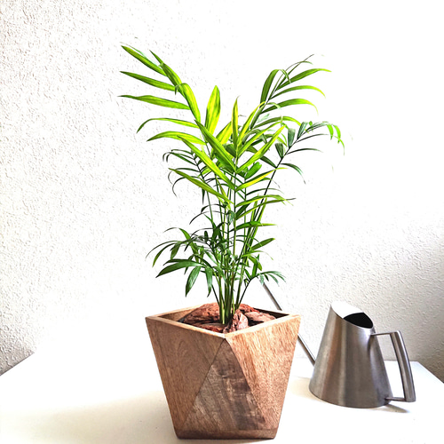 ○数量限定○新作○ 日陰にも強い植物 ”テーブルヤシ 天然木鉢カバー