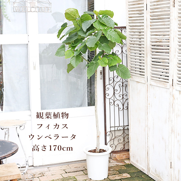 現品販売 観葉植物 フィカス ウンベラータ 9号 高さ170cm 育てやすい インテリア 室内 グリーン