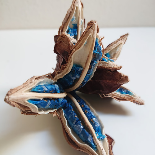 ○限定○ 希少 天然コバルトブルー 種子の宝石 ”旅人の木