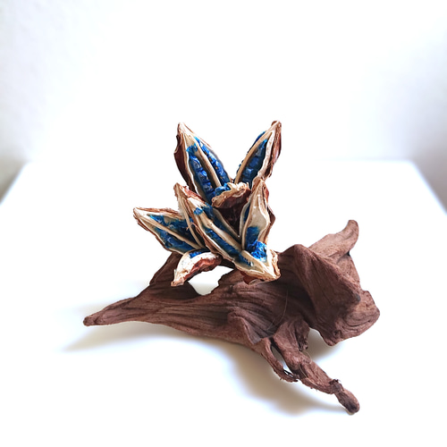 ○限定○ 希少 天然コバルトブルー 種子の宝石 ”旅人の木