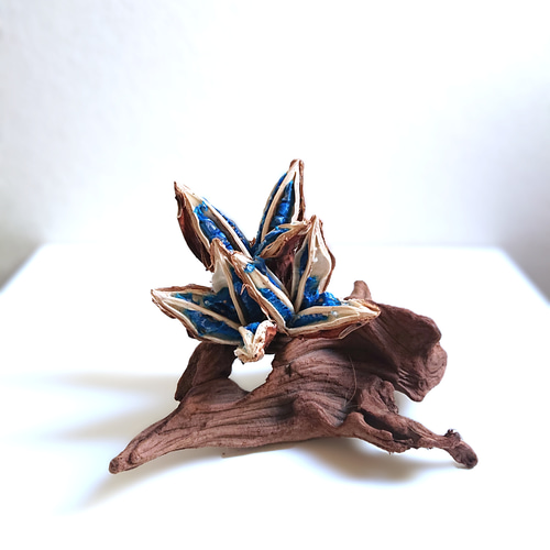 ○限定○ 希少 天然コバルトブルー 種子の宝石 ”旅人の木