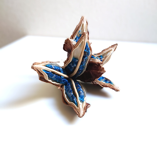 タビビトノキ 種子 丸ごと 2 旅人の木 青い種 開いてからのお楽しみ タビビトノキ 種子 丸ごと 旅人の木 青い種 2 開いてからのお楽しみ