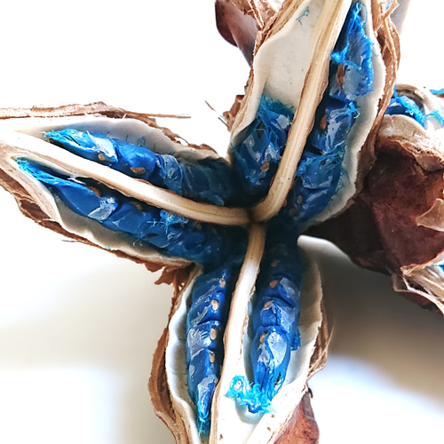 ○限定○ 希少 天然コバルトブルー 種子の宝石 ”旅人の木