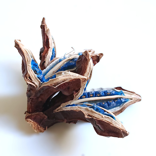 ○限定○ 希少 天然コバルトブルー 種子の宝石 ”旅人の木