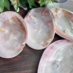 再入荷】浄化セット用 パール付き パールシェル貝（イケチョウガイ