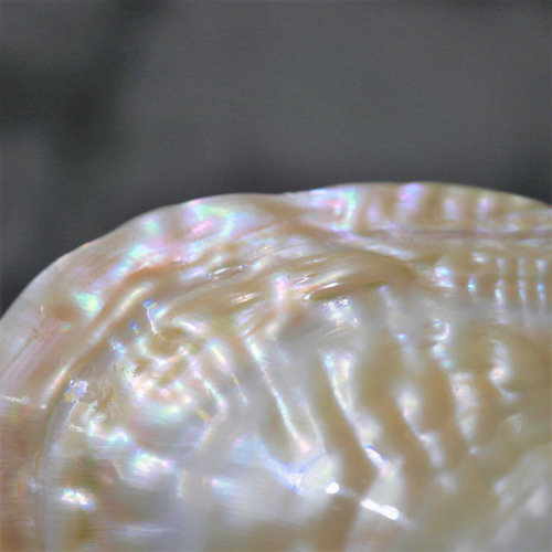 再入荷】浄化セット用 パールシェル貝（イケチョウガイ） 皿 1枚